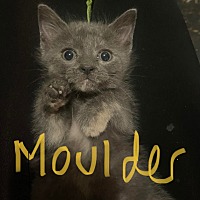Photo of Moulder