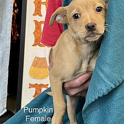 Photo of (PENDING)Pumpkin - 10 week old Chihuahua mix
