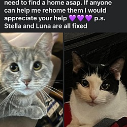 Photo of Luna (gray) Stella