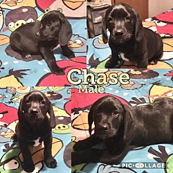 Photo of Chase1