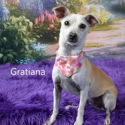 Photo of Gratiana