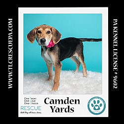 Thumbnail photo of Camden Yards (Ballpark Pups) 050424 #4