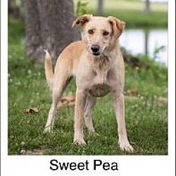 Thumbnail photo of Sweet Pea #3