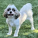 Adopt A Pet :: SUGAR PLUM - Escondido, CA