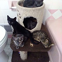 adopt a pet