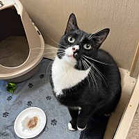 adopt a pet