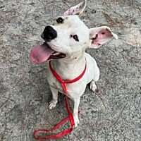 adopt a pet