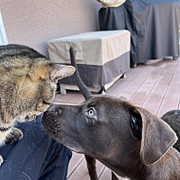 adopt a pet