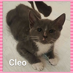Thumbnail photo of Cleo & Genie #1