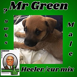 Thumbnail photo of Mr Green #2