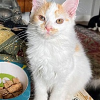 Photo of Tito Kitten