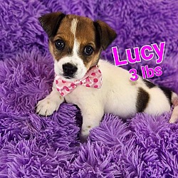 Photo of Lucy(3lbs)