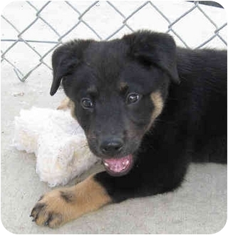 chow chow rottweiler mix puppies for sale