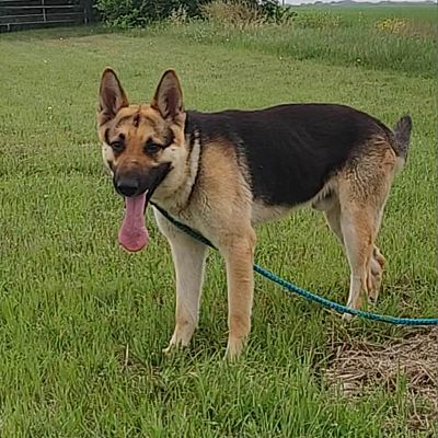 Cheyenne, WY - German Shepherd Dog. Meet Marvelous Maverick a Pet for ...