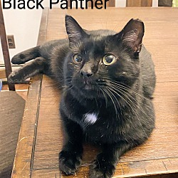 Photo of Black Panther