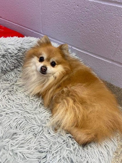 Belleville, ON - Pomeranian. Meet Cheeto a Pet for Adoption - AdoptaPet.com