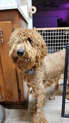 San Diego, CA - Goldendoodle. Meet Murphy a Pet for Adoption ...