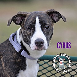 Thumbnail photo of Cyrus #2