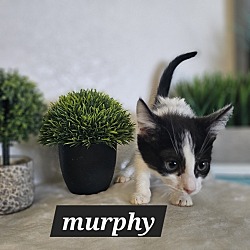 Thumbnail photo of Murphy #2