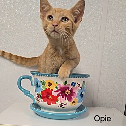 Thumbnail photo of Opie #2