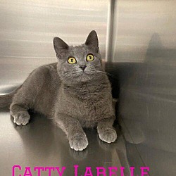 Thumbnail photo of Catty Labelle #1