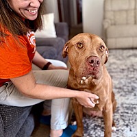 adopt a pet
