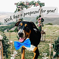 adopt a pet