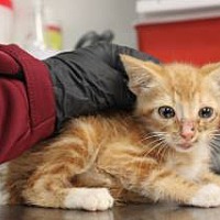 adopt a pet