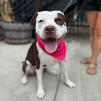 adopt a pet