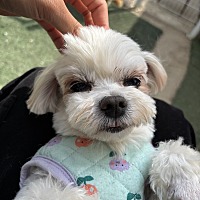 adopt-pet