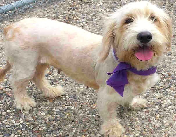 wheaten terrier corgi mix