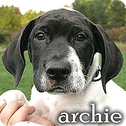 Photo of archie