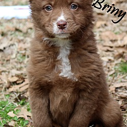 Thumbnail photo of Briny~adopted! #3