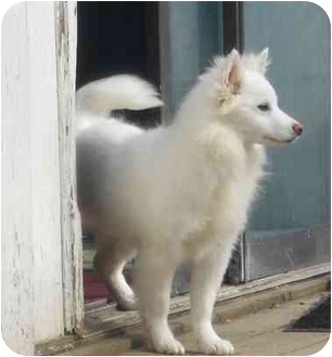 Toronto Gta On American Eskimo Dog Meet Eskie A Pet For Adoption