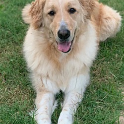 Beebe Humane Society's Desperate House Dogs (CT) in Westport, Connecticut