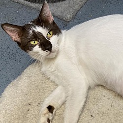Photo of Brownie
