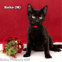 Photo of Kuko