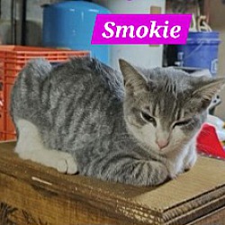 Photo of Smokie