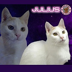 Thumbnail photo of Julius #1