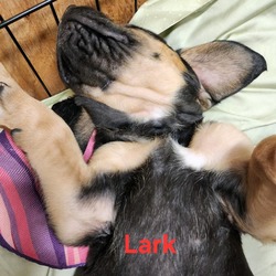 Photo of Lark
