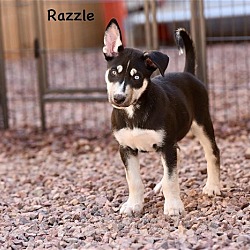 Photo of Razzle