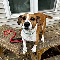 Photo of Akuma (Bonded to Buck, must be adopted together)