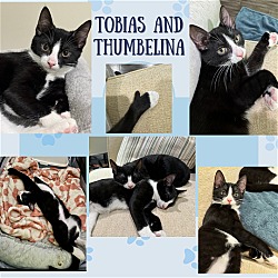 Thumbnail photo of Tobias, Thumbelina, Wednesday and Mittens #2