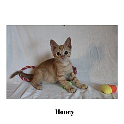 Thumbnail photo of Honey #2