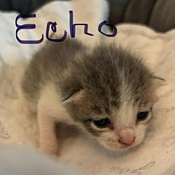 Thumbnail photo of Echo #2