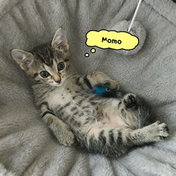 Thumbnail photo of Momo #1