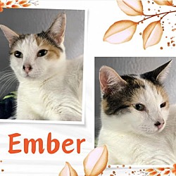 Thumbnail photo of Ember #1