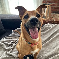 adopt a pet