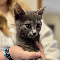 adopt a pet