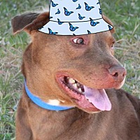 adopt a pet